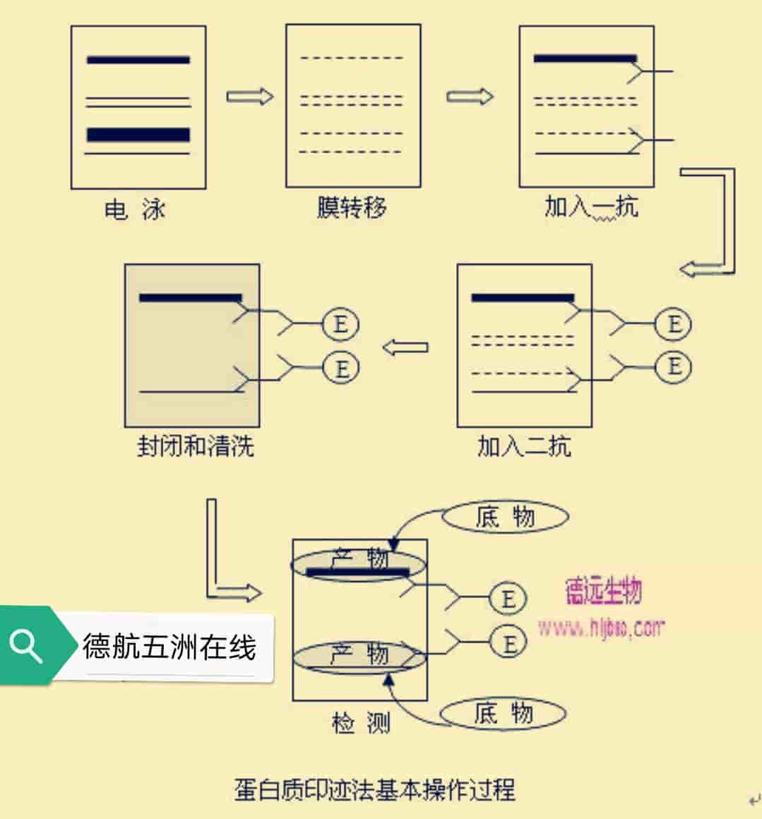 Western Blot 免疫印迹全流程