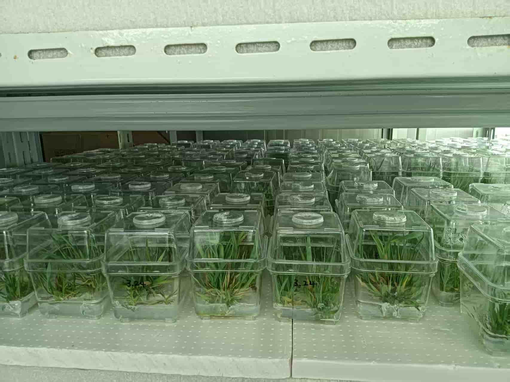 植物遗传转化服务